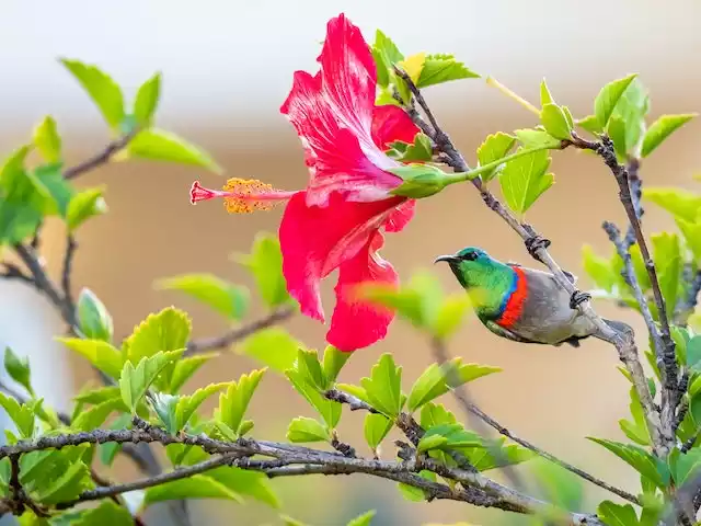 Hibiscus polinizadores