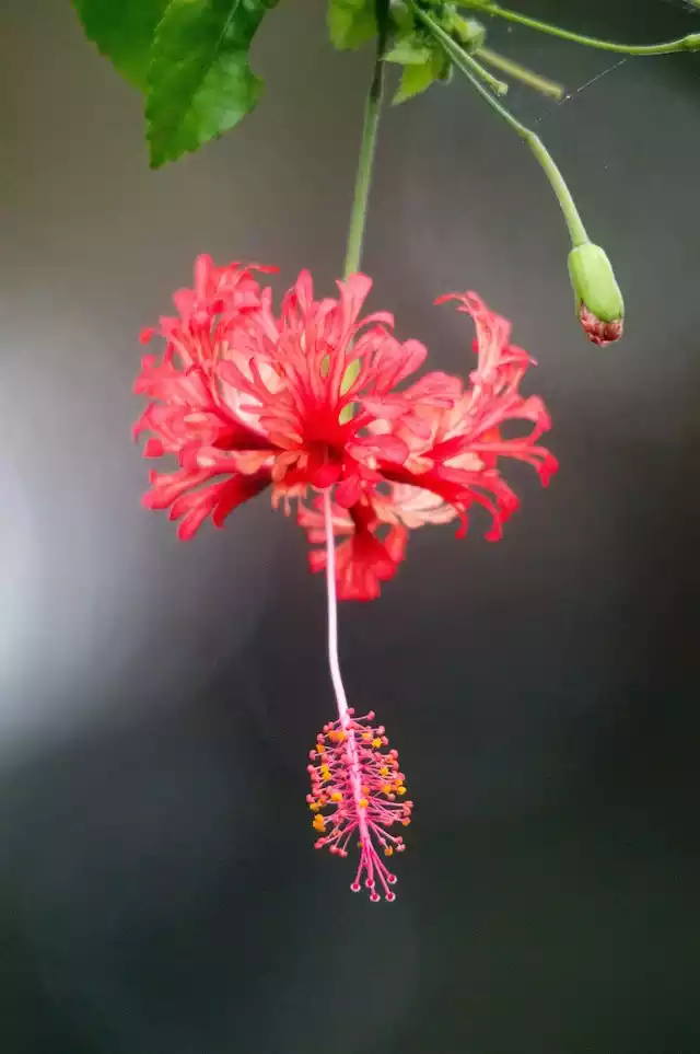 Variedad de Hibiscus 3