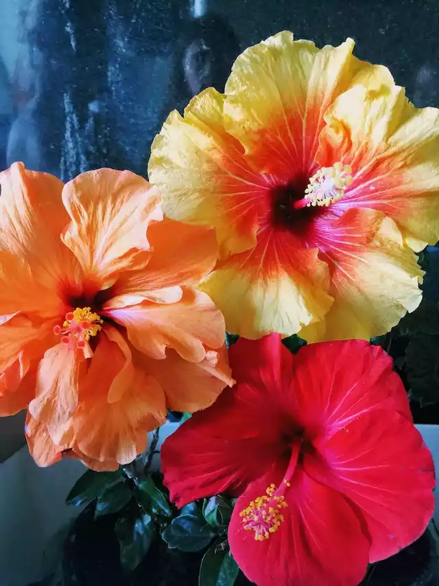 Variedades de hibiscus