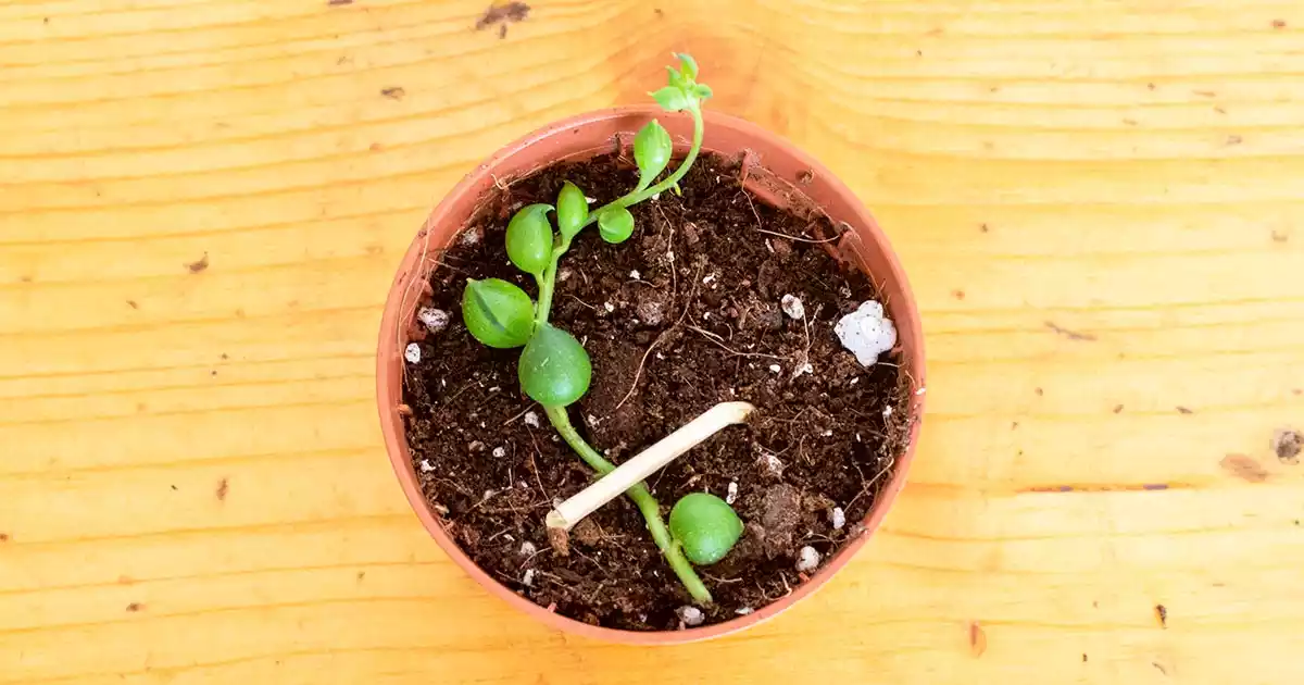 Propagacion senecio