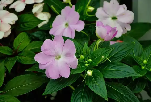 Impatiens