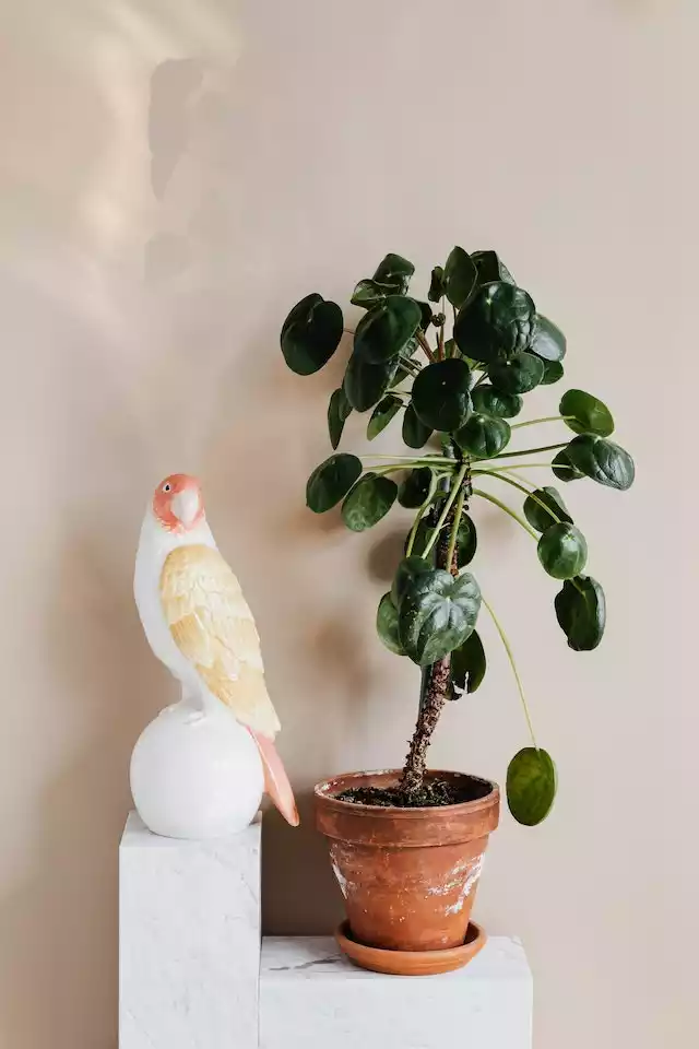 Pilea peperomioides