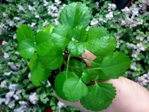 Plectranthus verticillatus