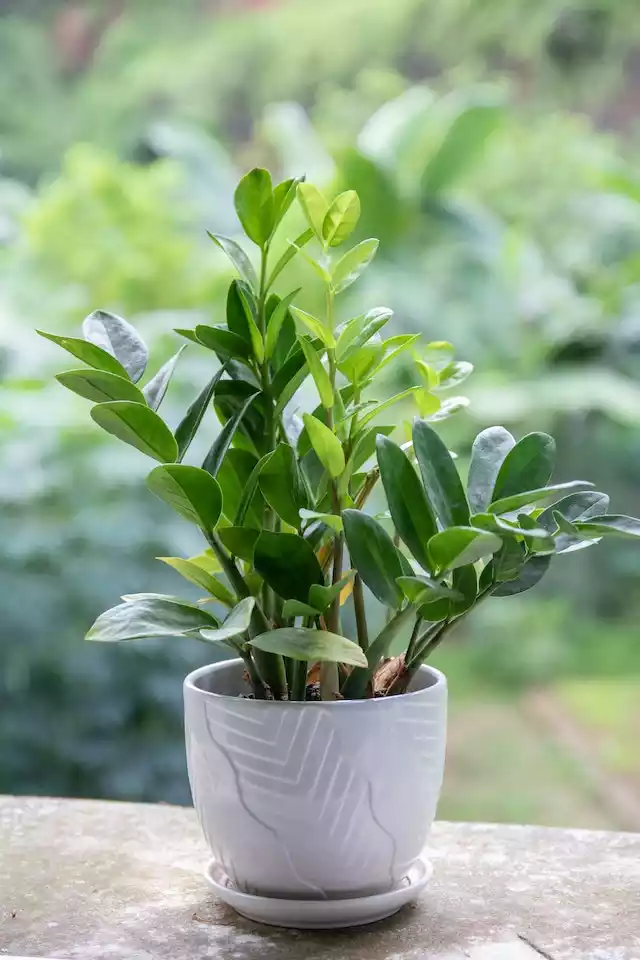 Zamioculcas Zamiifolia