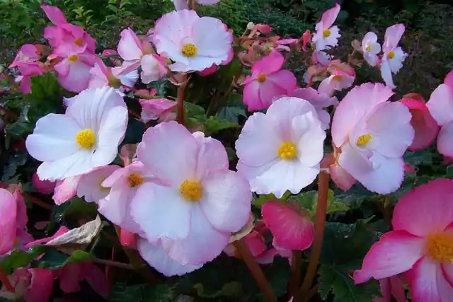 Begonia grande