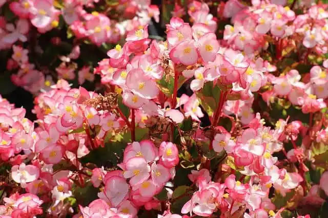 Begonias rosada