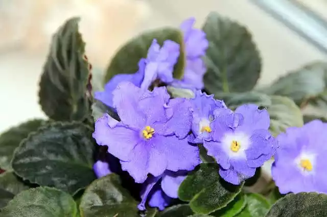 Violeta africana azul