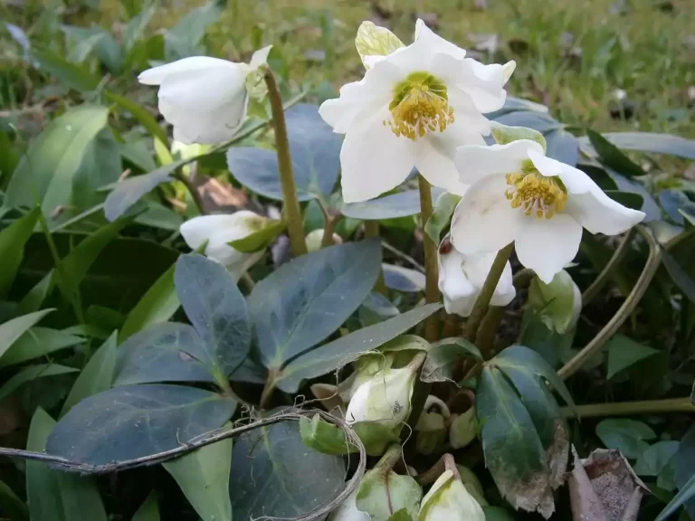 Helleborus Niger