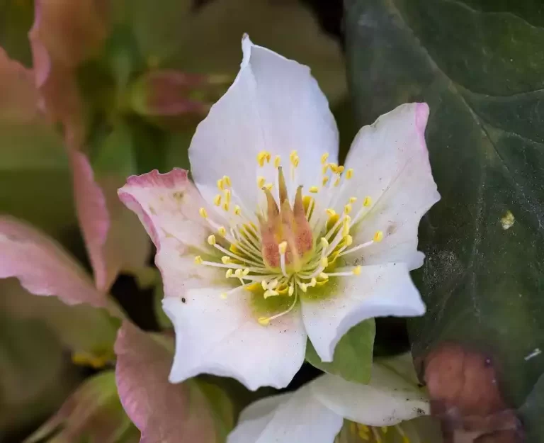 Helleborus Niger