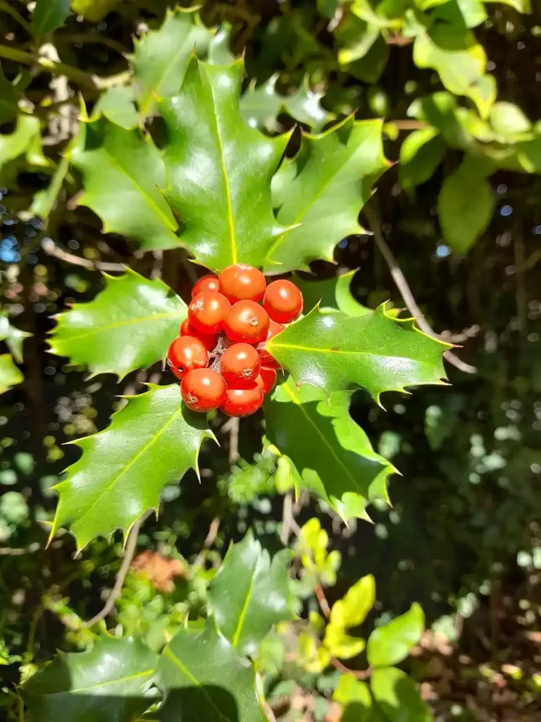 Ilex Aquifolium Acebo