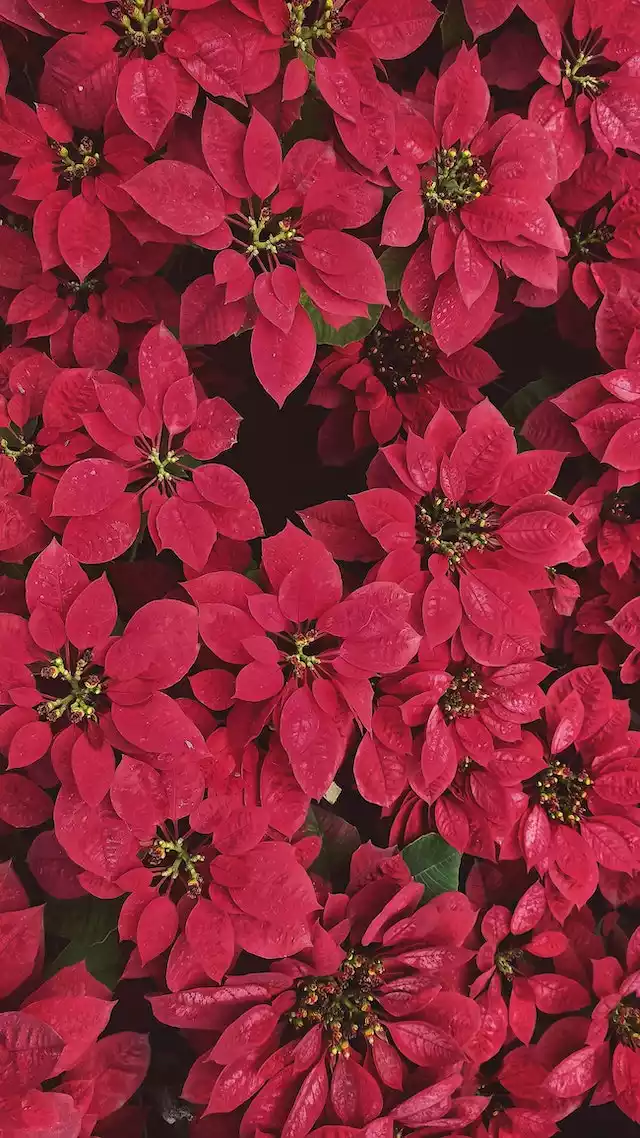 Flor de Pascua