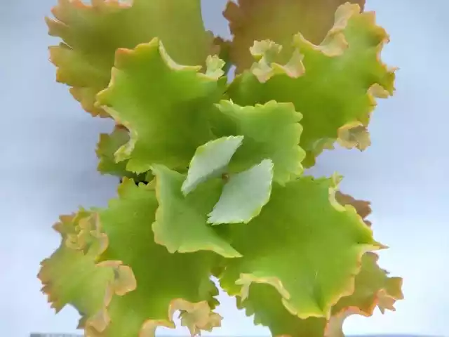 KALANCHOE KRINKLE RED