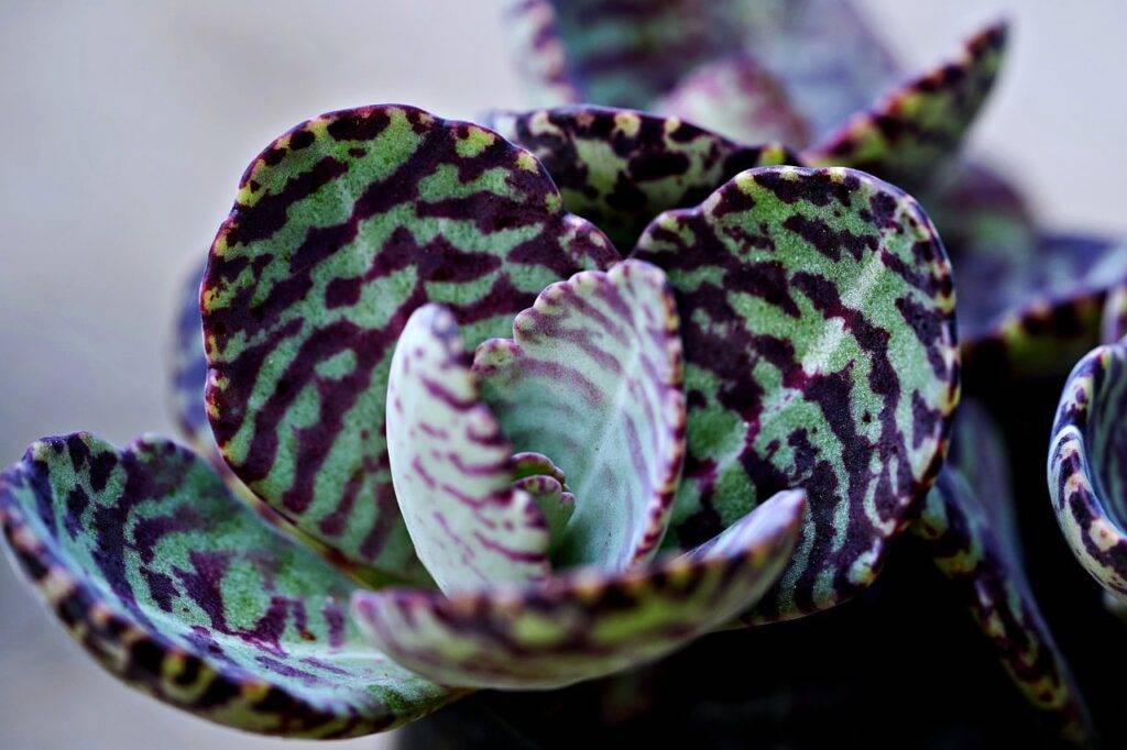 Kalanchoes