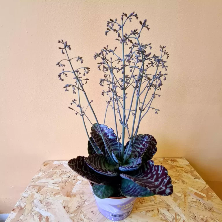 Kalanchoe Humilis Flores