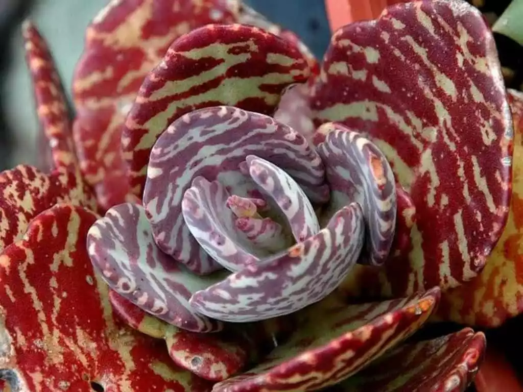 Kalanchoe Humilis