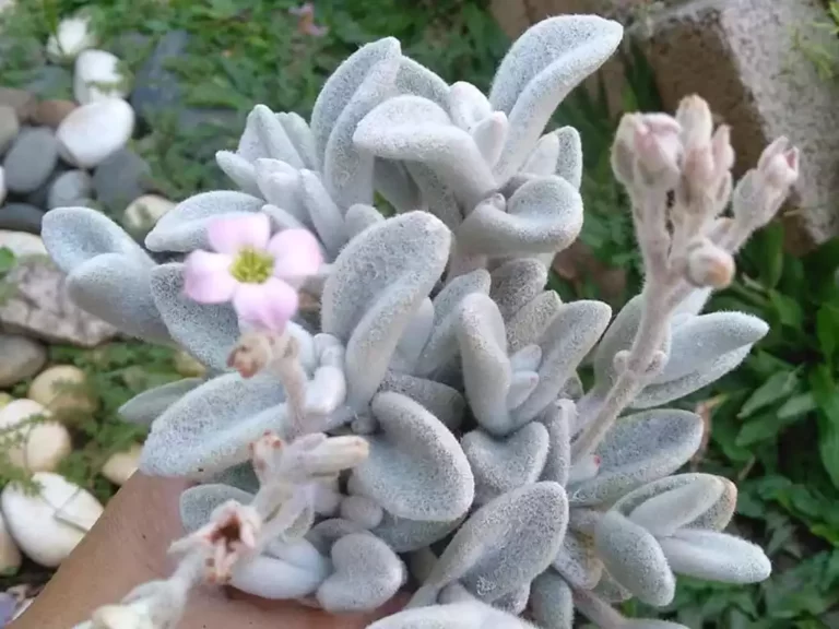 Kalanchoe eriophylla