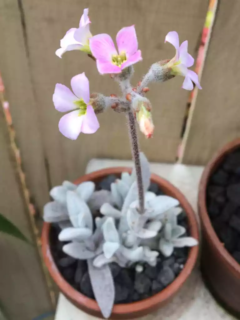 Kalanchoe-eriophylla