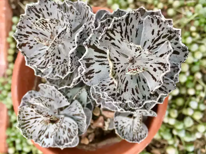 Kalanchoe rhombopilosa