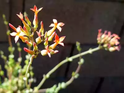 Kalanchoe rotundifolia flower