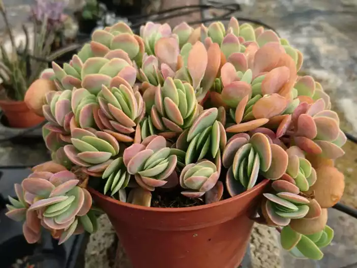 Kalanchoe rotundifolia