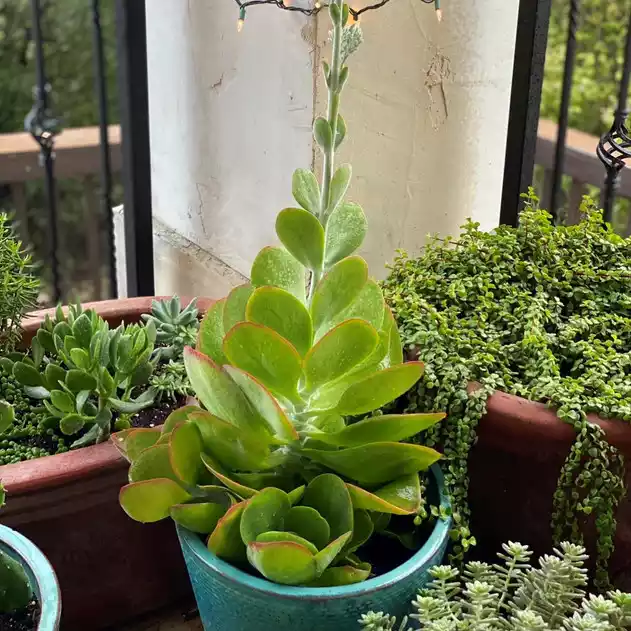 Paddle_Plant_Mature