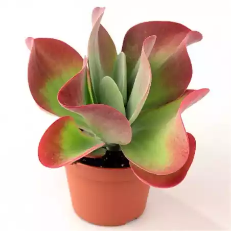 kalanchoe thyrsiflora