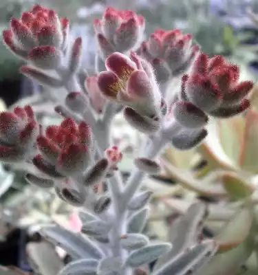 kalanchoe tomentosa flower