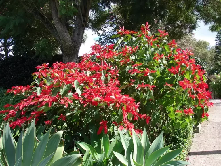 Euphorbia_pulcherrima