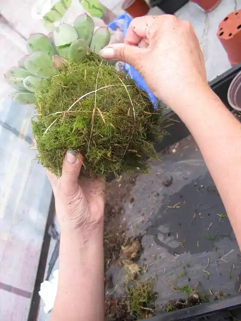 Kokedama colocar hilo