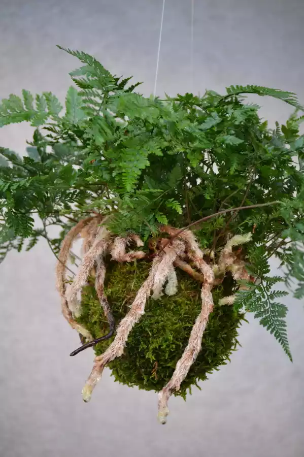 Kokedama helecho