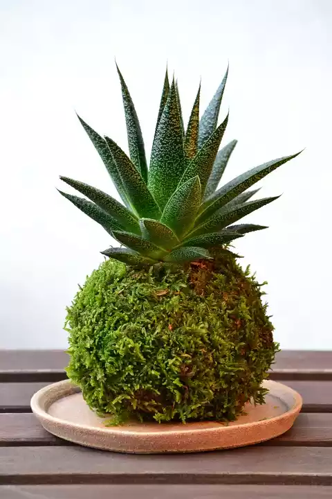 Kokedama Haworthia