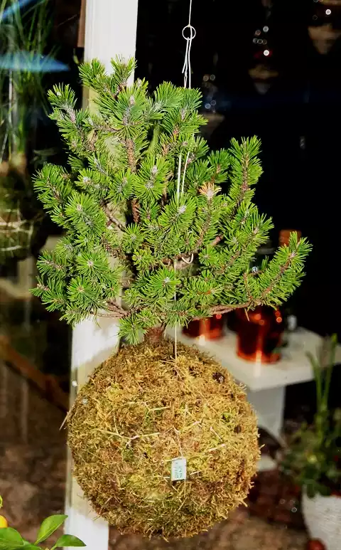 Kokedama_Praha_borovice