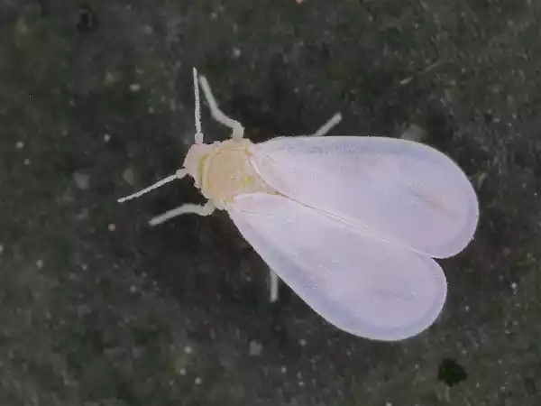 Trialeurodes_vaporariorum_