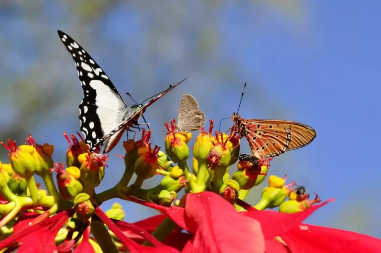 butterflies-poinsettia