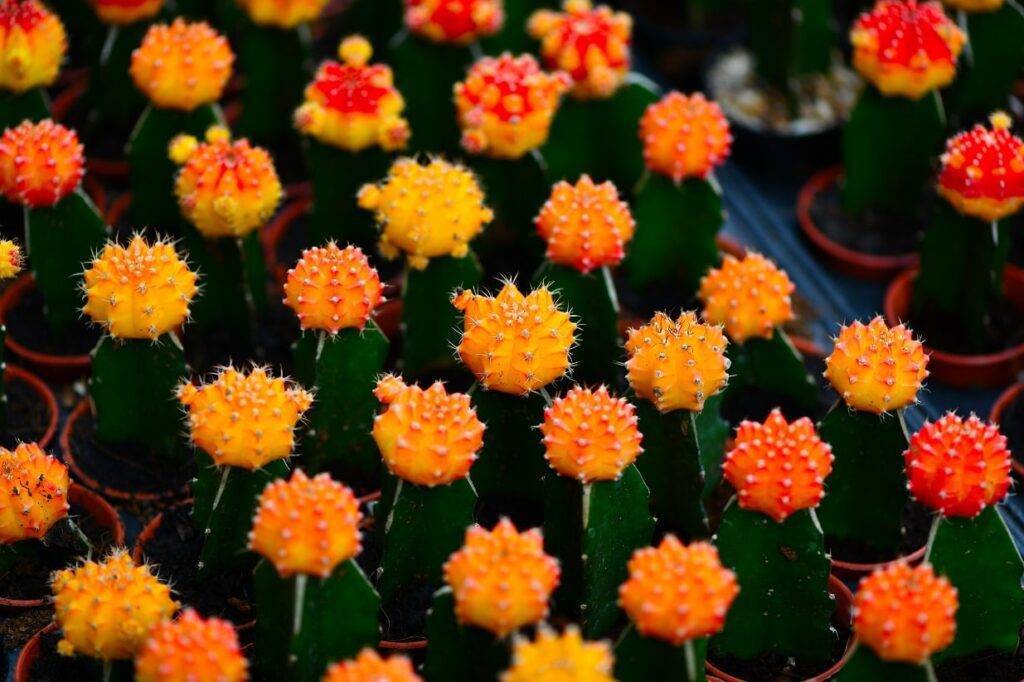 Cactus de colores gymnocalicium