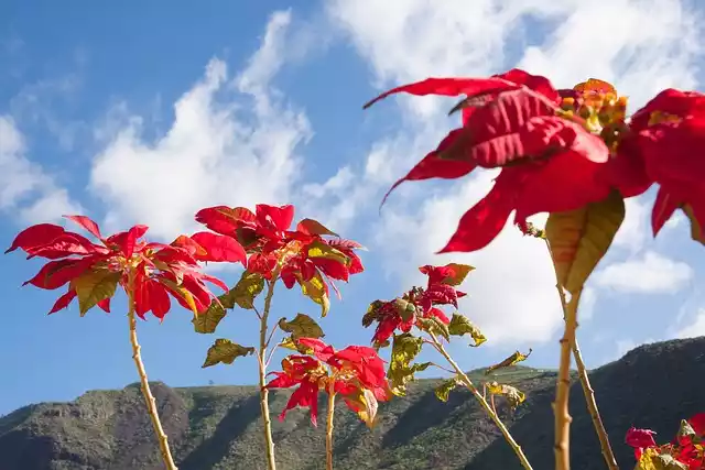 Flor de navidad