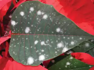 poinsettia enfermedad en hojas