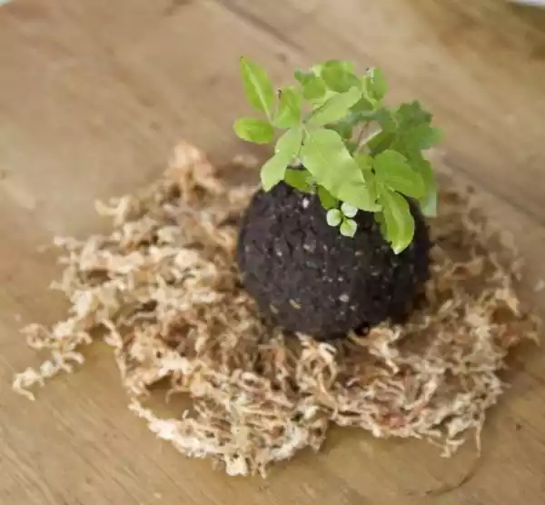 kokedama - colocar musgo