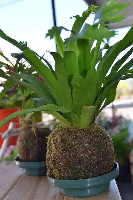 kokedama