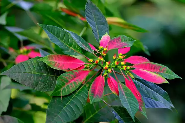 Poinsettia