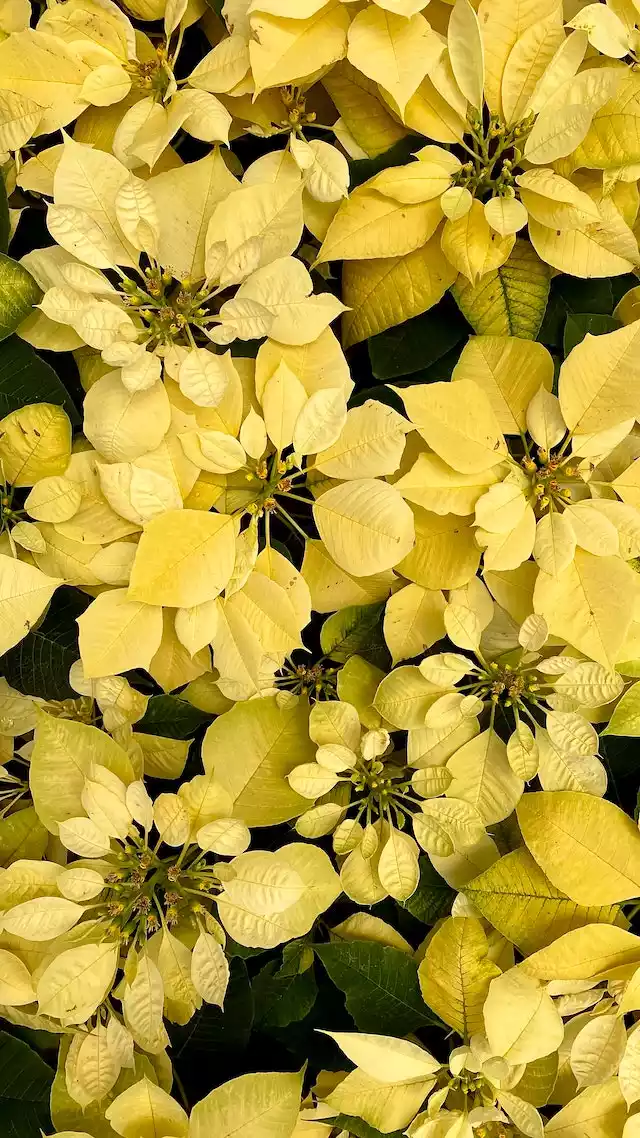 Poinsettia amarilla