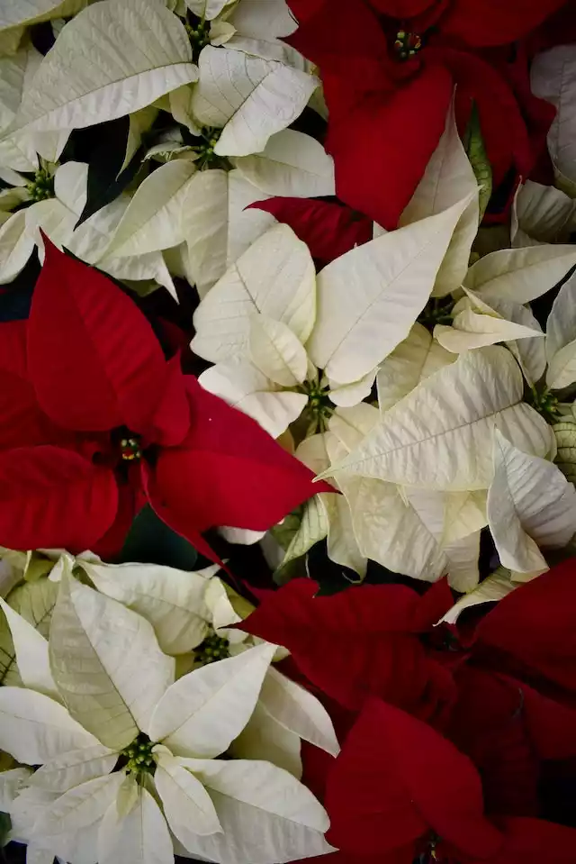 Poinsettia blanca o roja