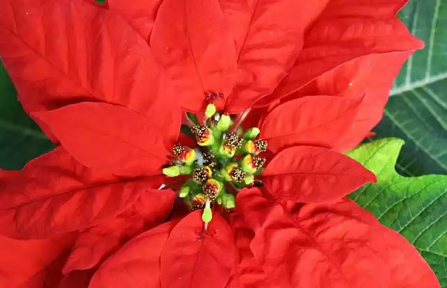 Poinsettia flor