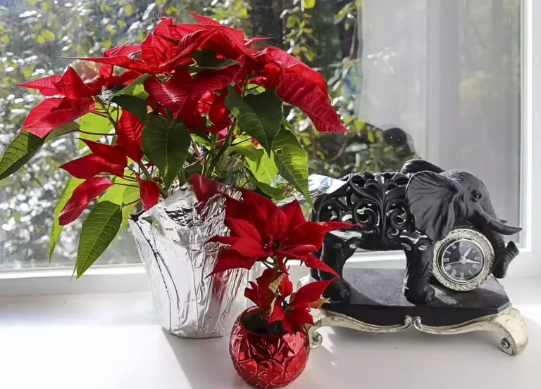 Poinsettia plant