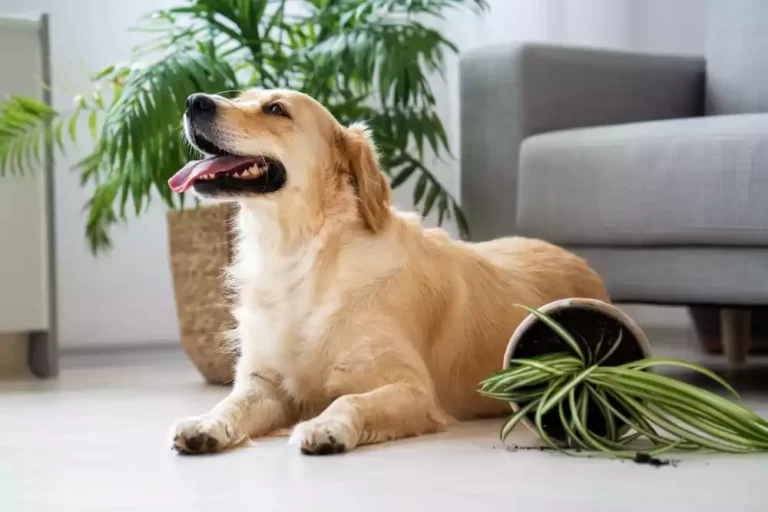 perro y planta