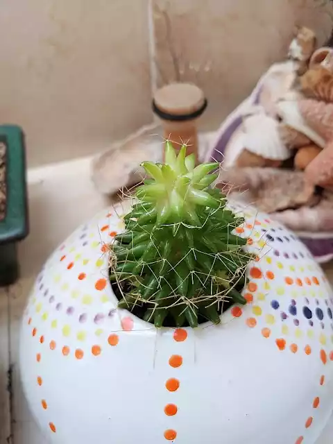 Mammillaria Camptotricha etiolada