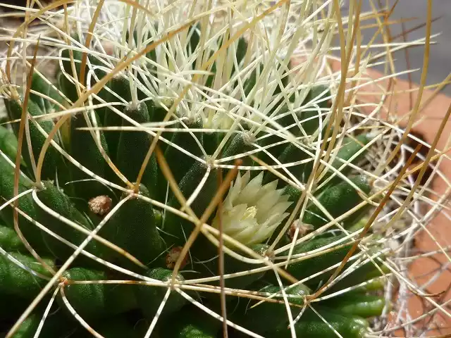 Flor del cactus nido de pajaro