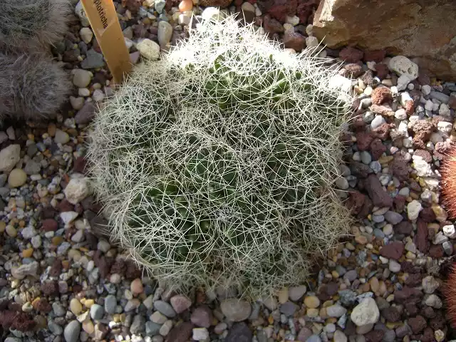 Mammillaria comptotricha adulta