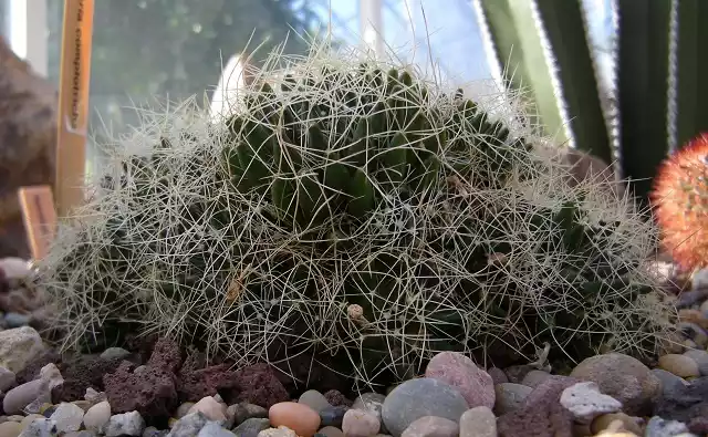 Mammillaria comptotricha espinas