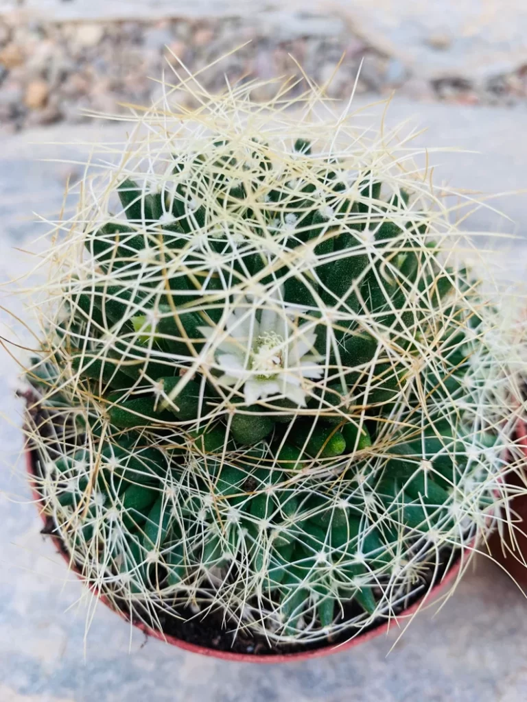 Mammillaria_comptotricha_flores